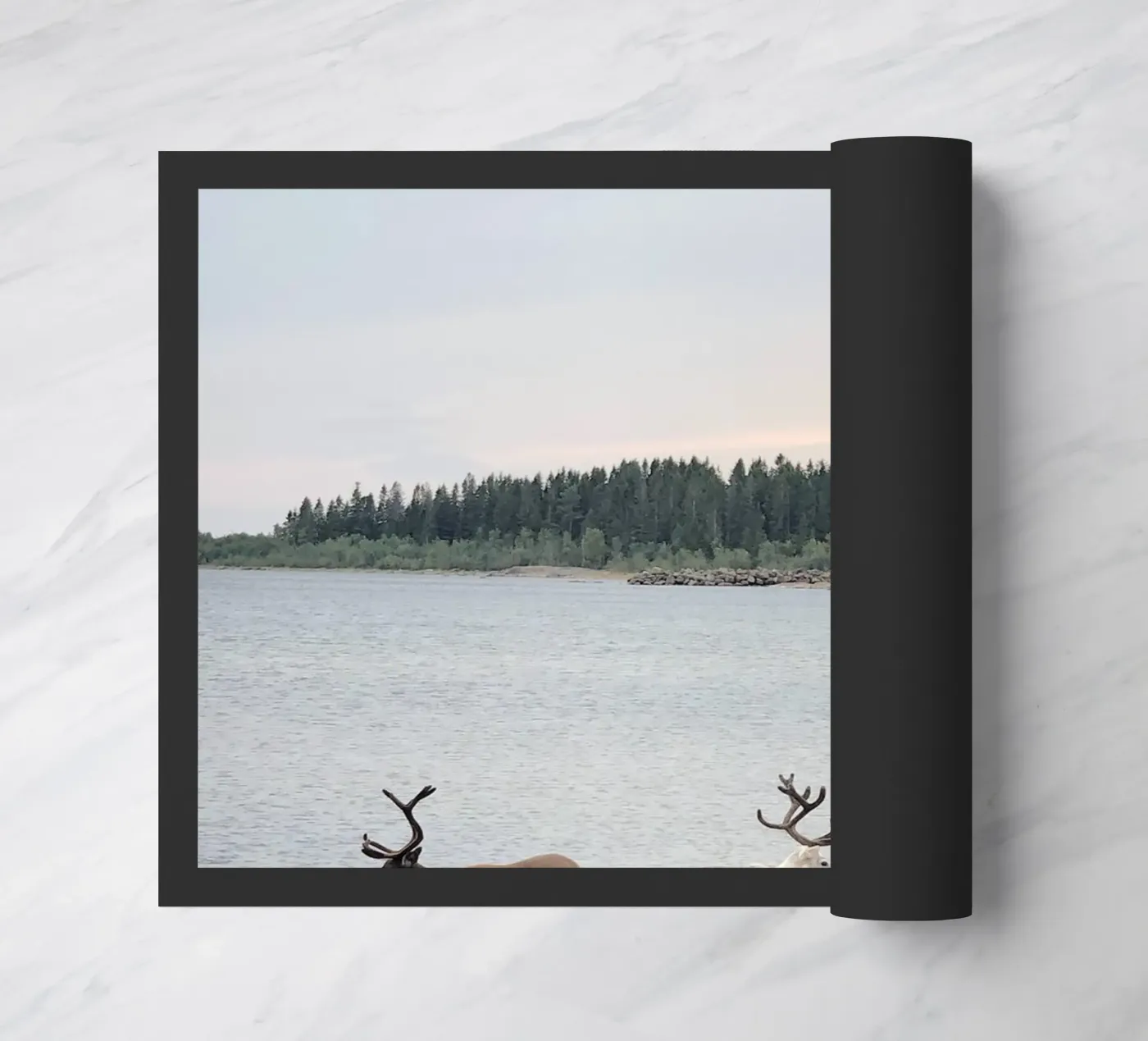 Reindeer zerbino da SteffisNatursicht