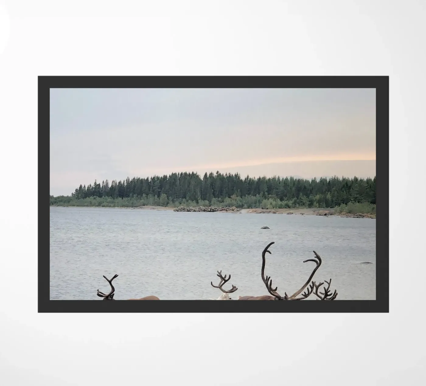 Reindeer zerbino da SteffisNatursicht