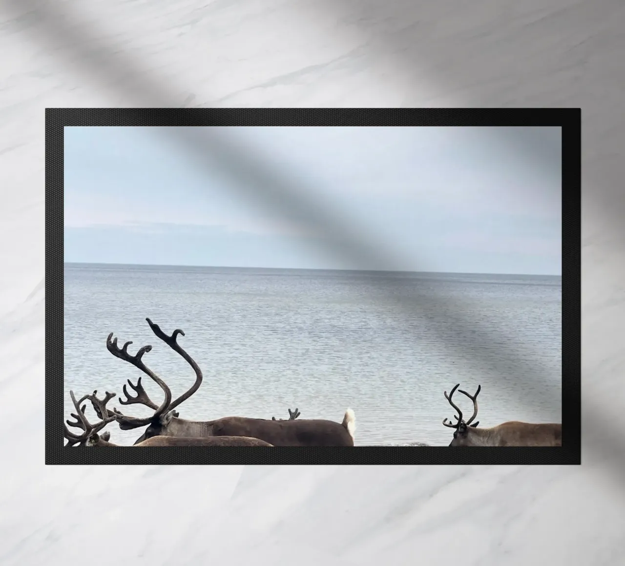 Renna zerbino da SteffisNatursicht