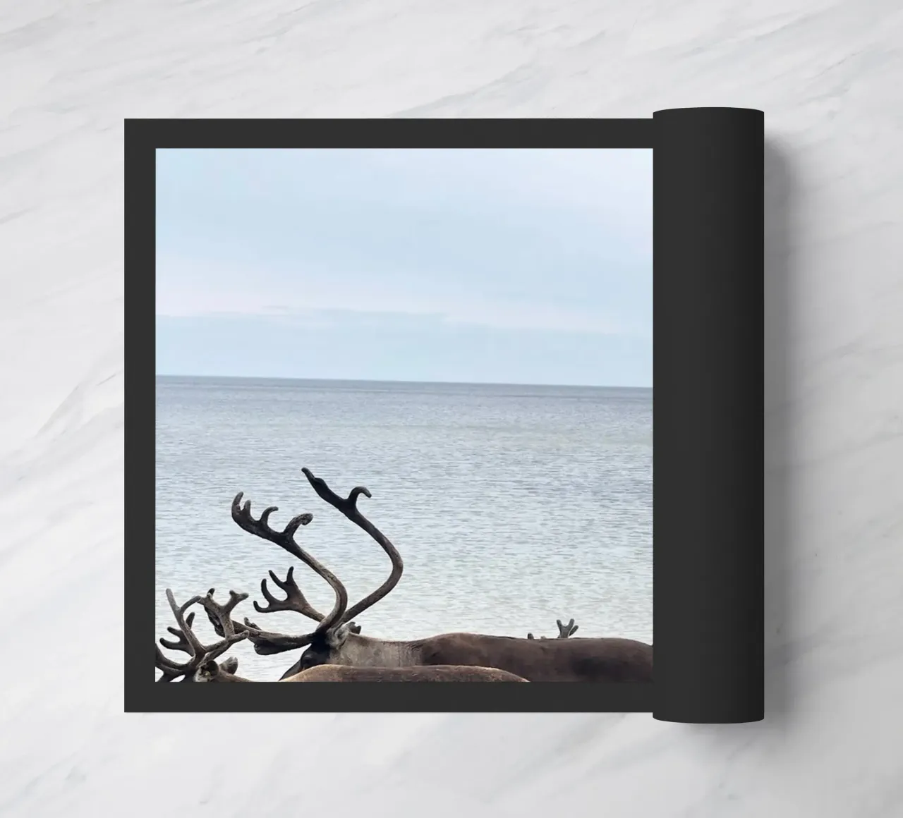 Renna zerbino da SteffisNatursicht