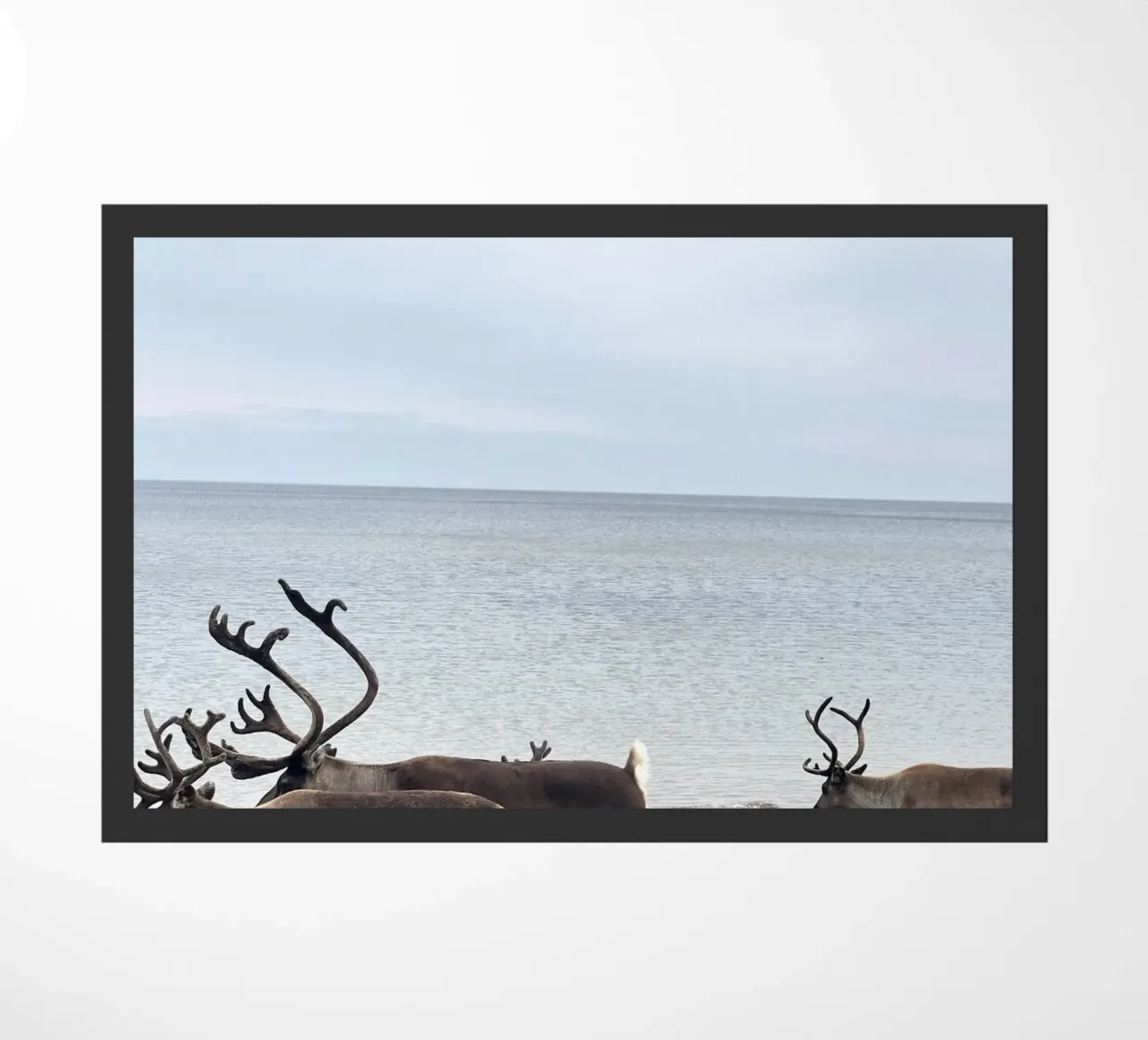 Renna zerbino da SteffisNatursicht