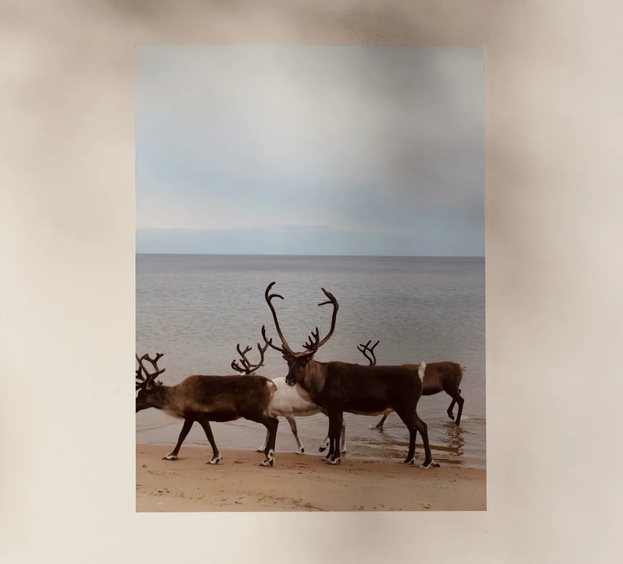 Reindeer pellicola backlit da SteffisNatursicht