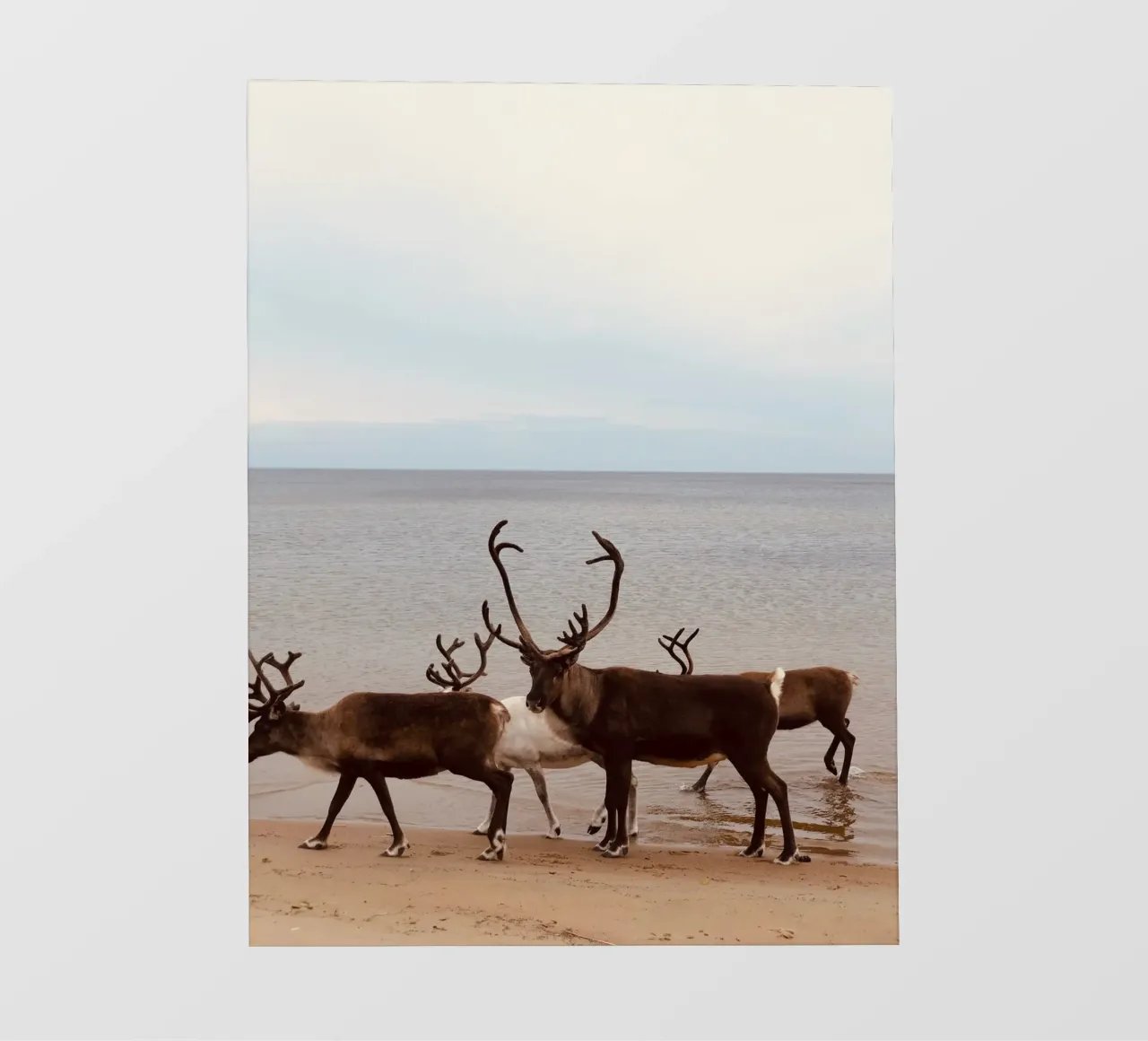 Reindeer pellicola backlit da SteffisNatursicht