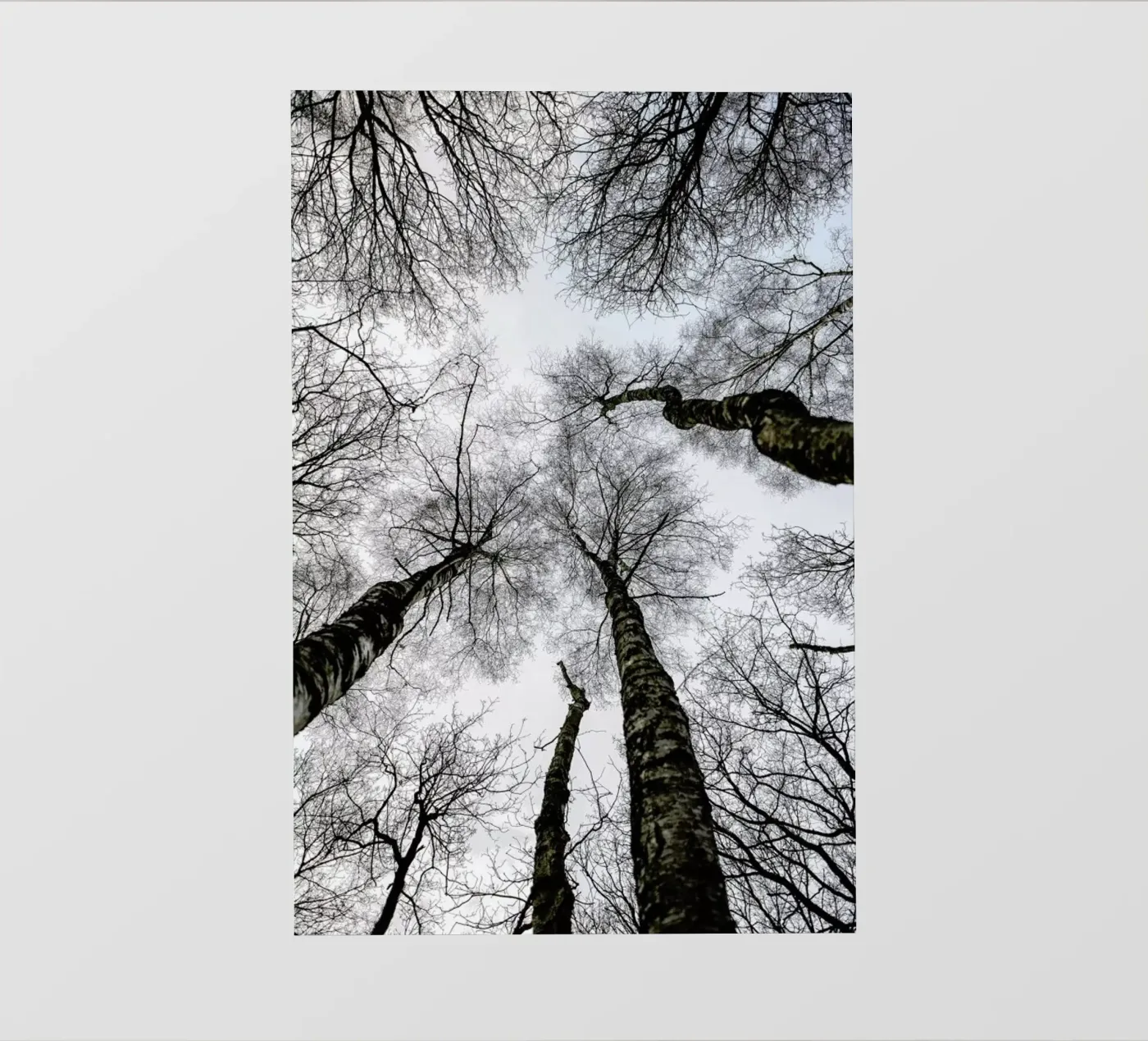 Forest 1 pellicola backlit da Shot By Clint