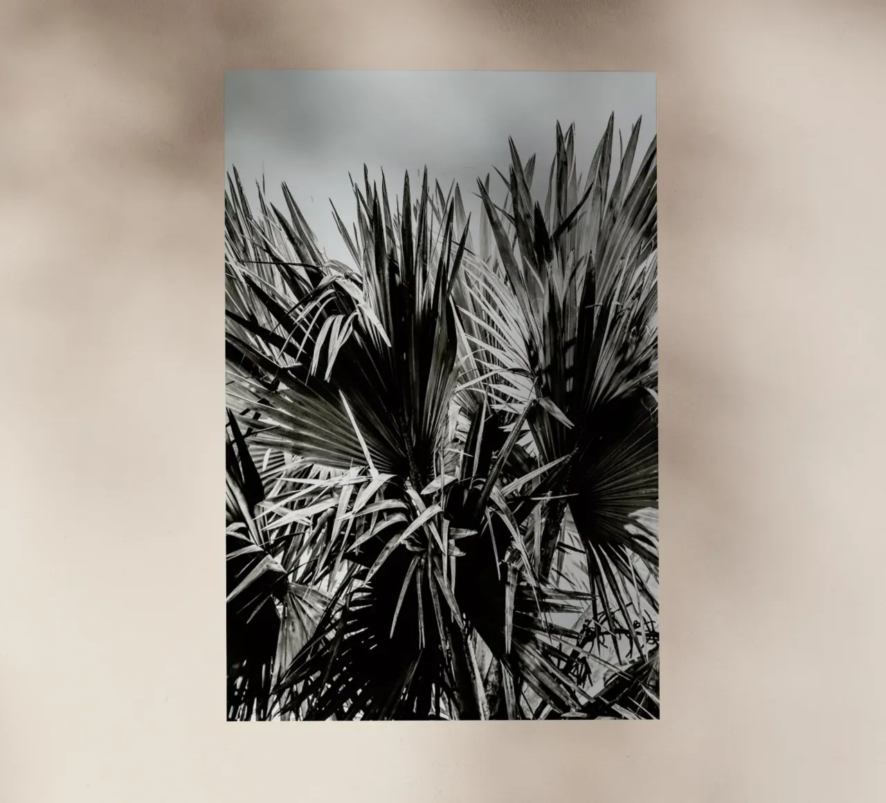 Ifafa pellicola backlit da Shot By Clint