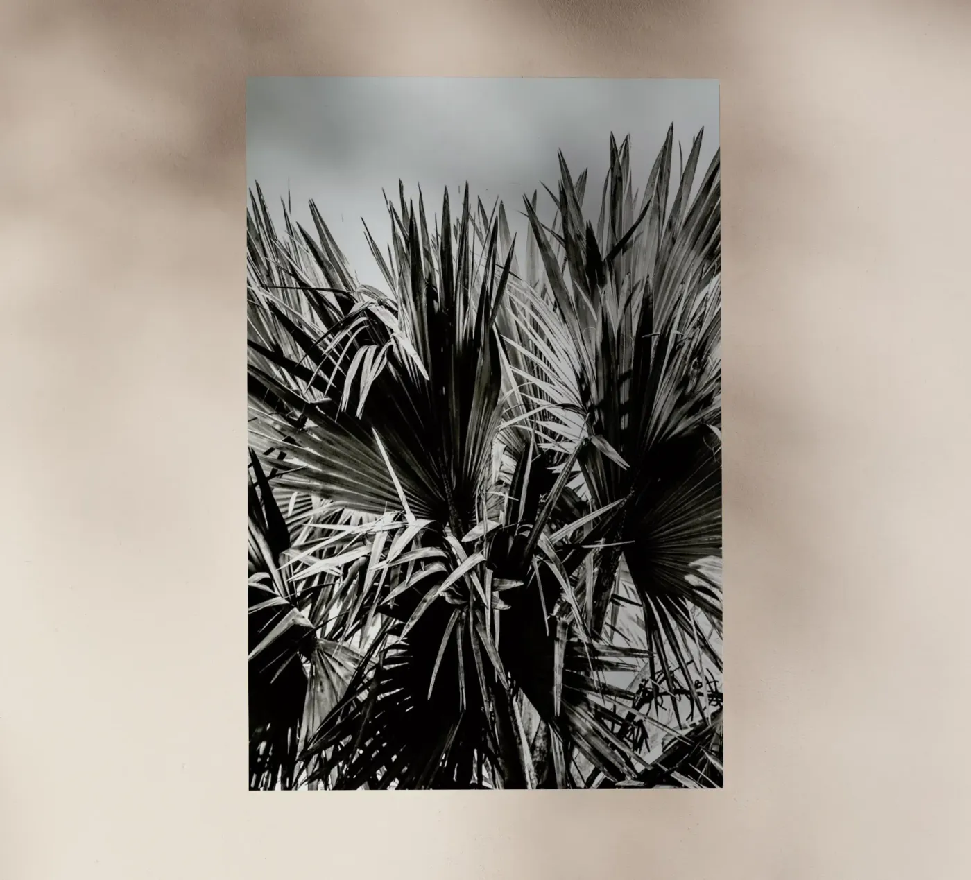 Ifafa pellicola backlit da Shot By Clint