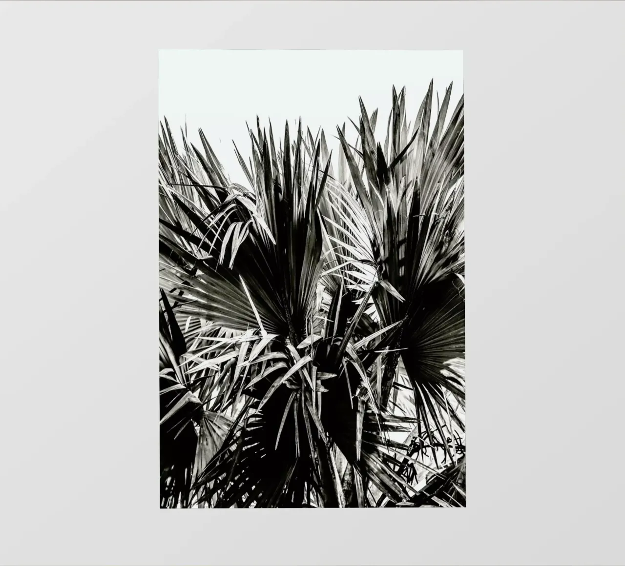 Ifafa pellicola backlit da Shot By Clint