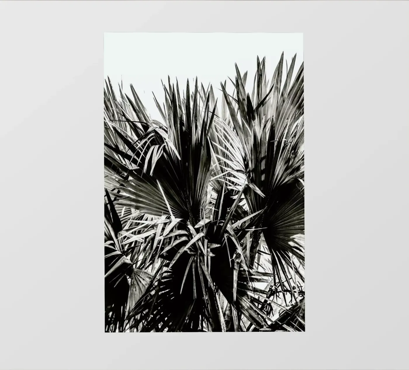 Ifafa pellicola backlit da Shot By Clint