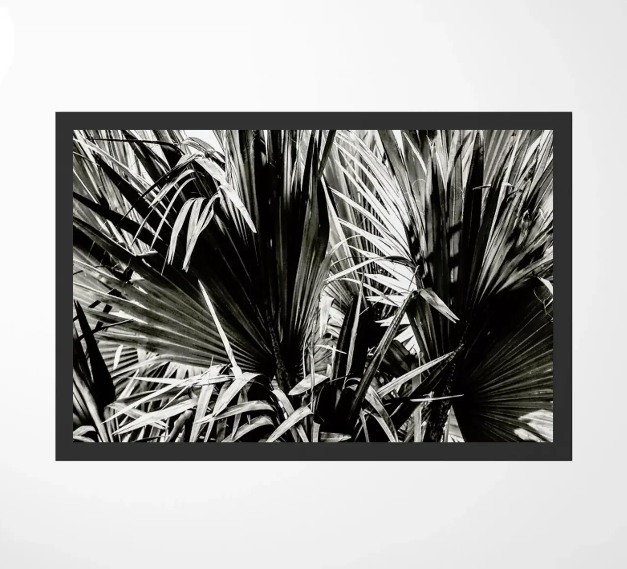 Ifafa zerbino da Shot By Clint