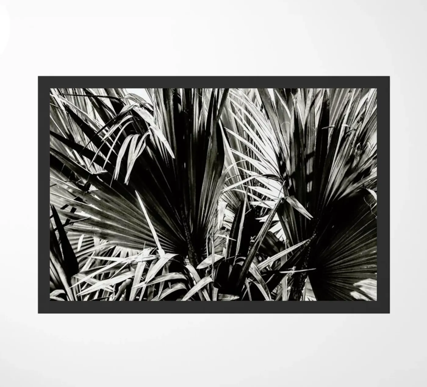 Ifafa zerbino da Shot By Clint