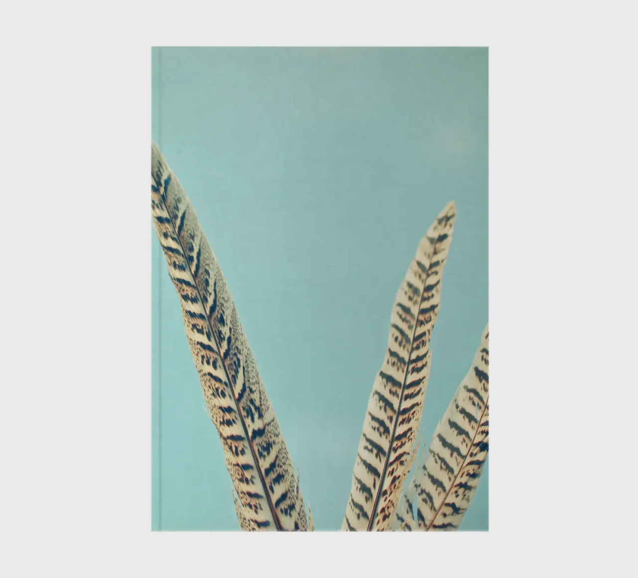 Feathers notebook by Cassia Beck Photography