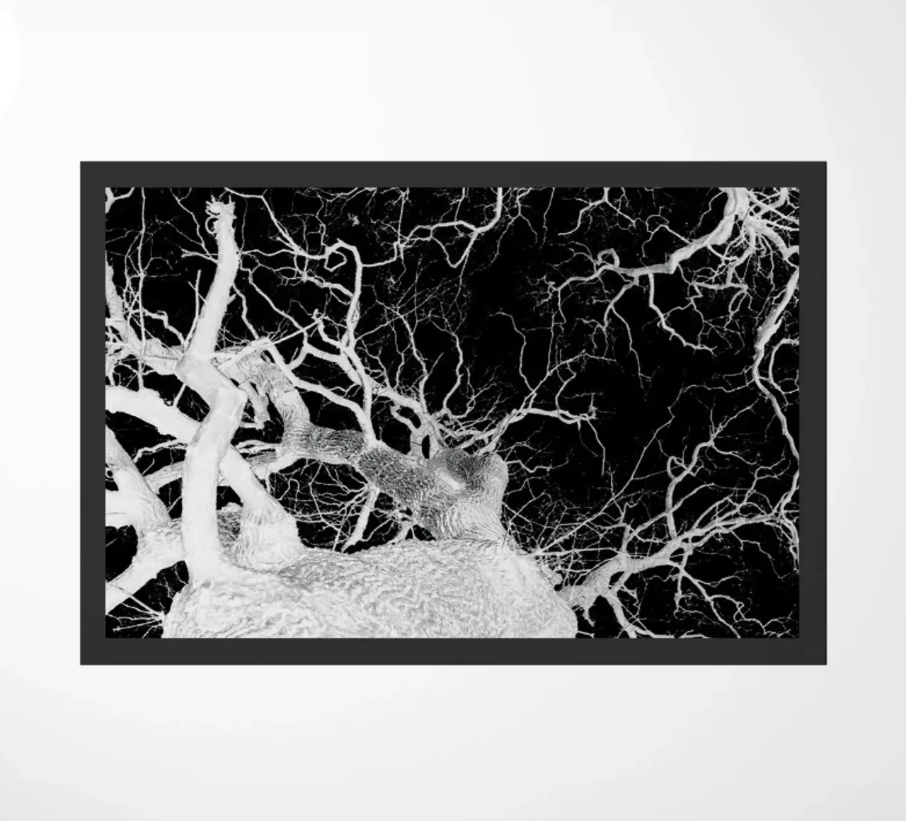 Oak Tree 2 zerbino da Shot By Clint