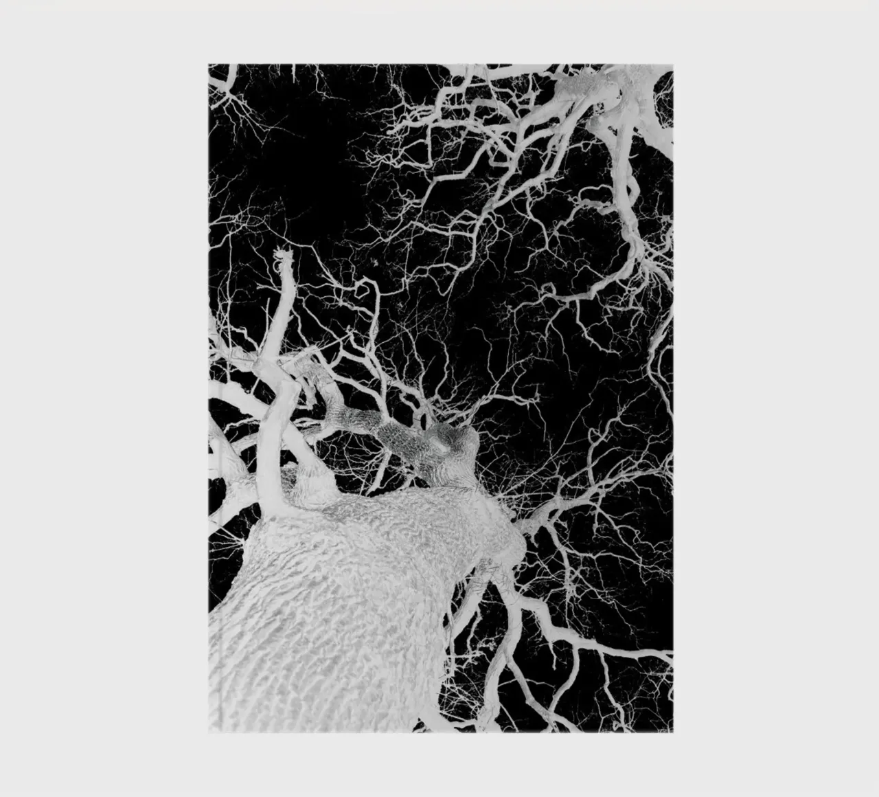 Oak Tree 2 notebook by Shot By Clint