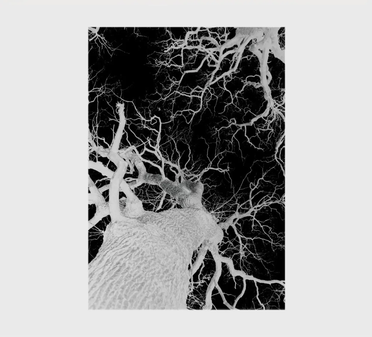 Oak Tree 2 notebook by Shot By Clint