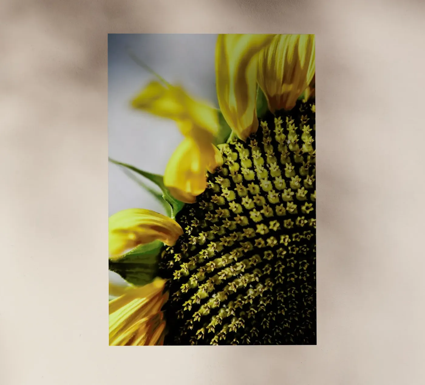 Sunflower pellicola backlit da Shot By Clint