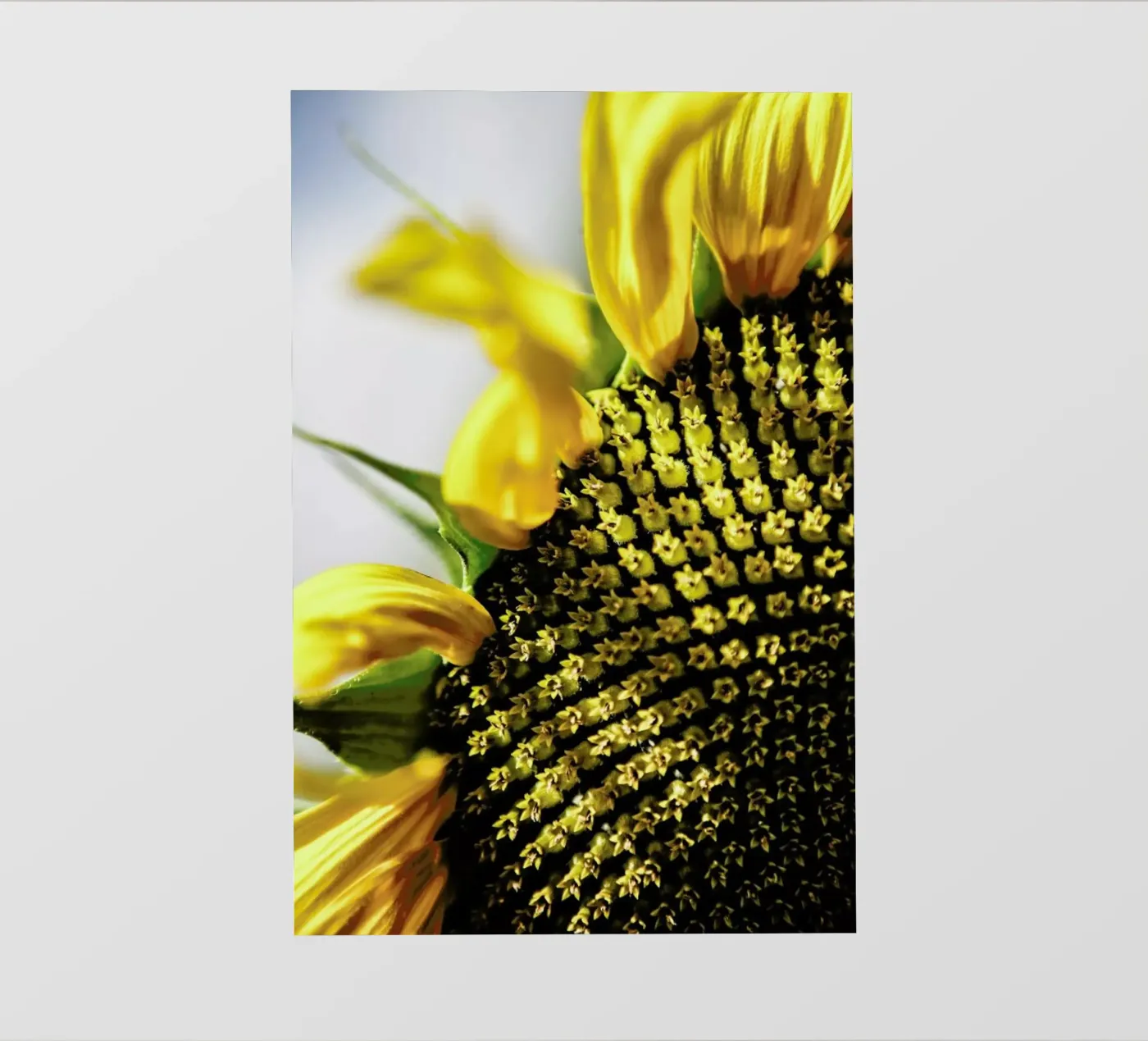 Sunflower pellicola backlit da Shot By Clint