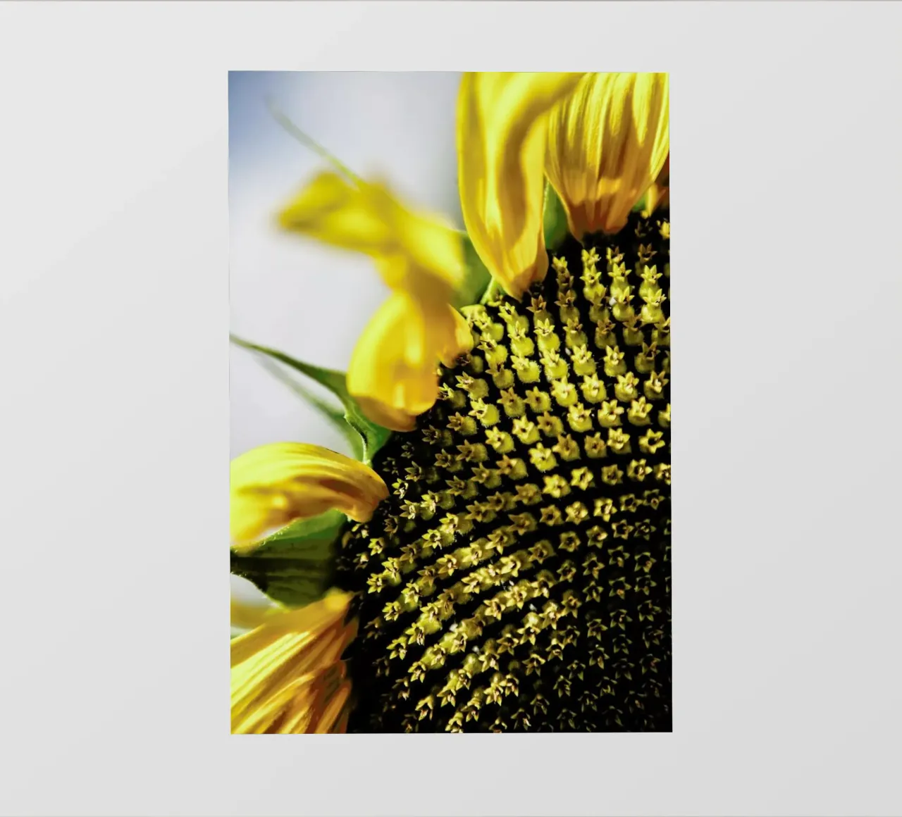 Sunflower telo in pvc da Shot By Clint
