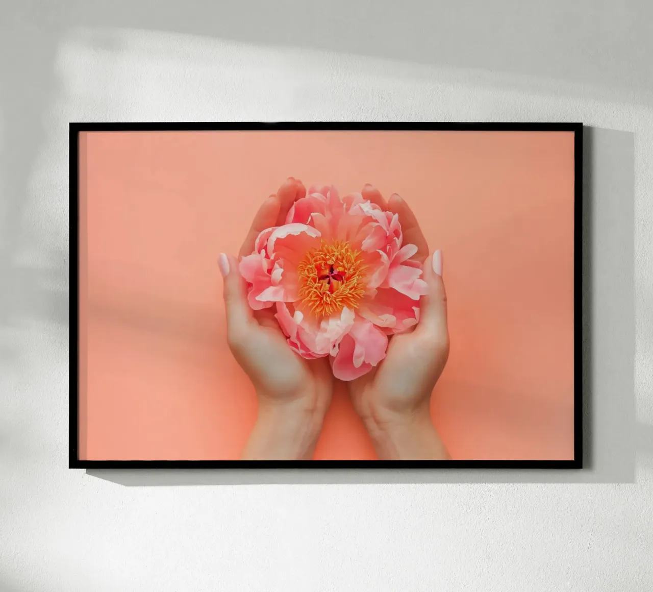 Peonia rosa tra le mani su sfondo morbido poster con telaio in plastica da Lisa Artifexia