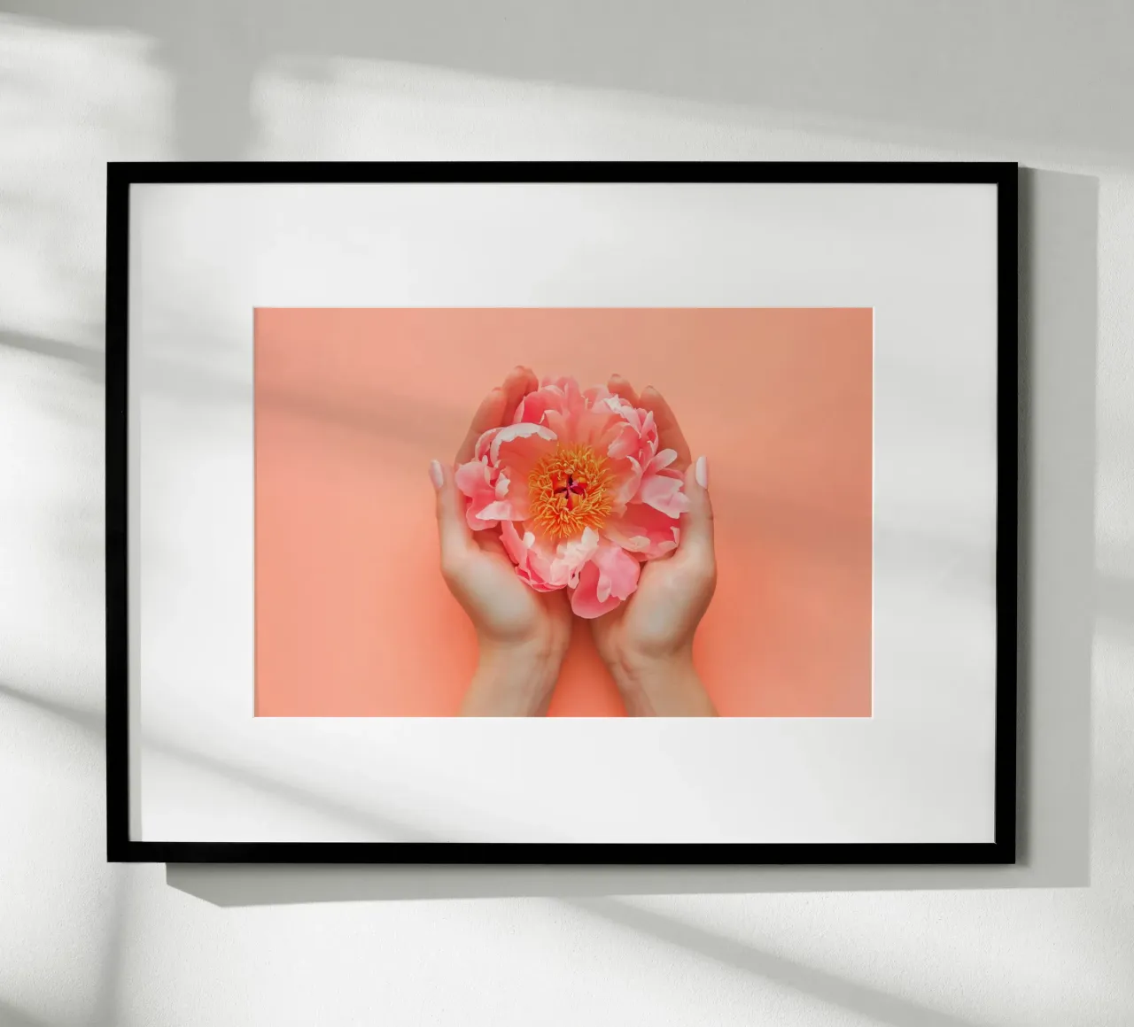 Peonia rosa tra le mani su sfondo morbido poster con telaio in plastica da Lisa Artifexia