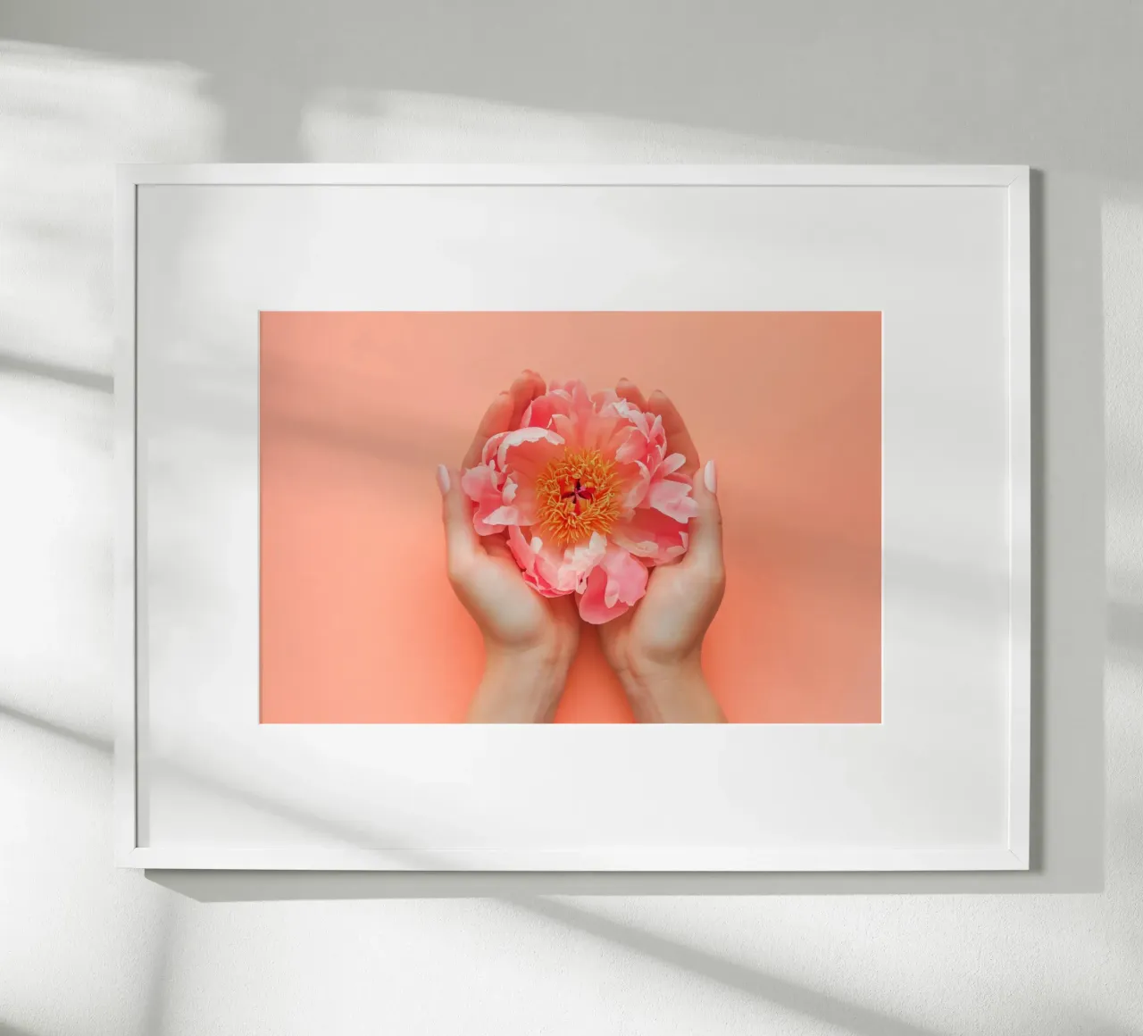 Peonia rosa tra le mani su sfondo morbido poster con telaio in plastica da Lisa Artifexia