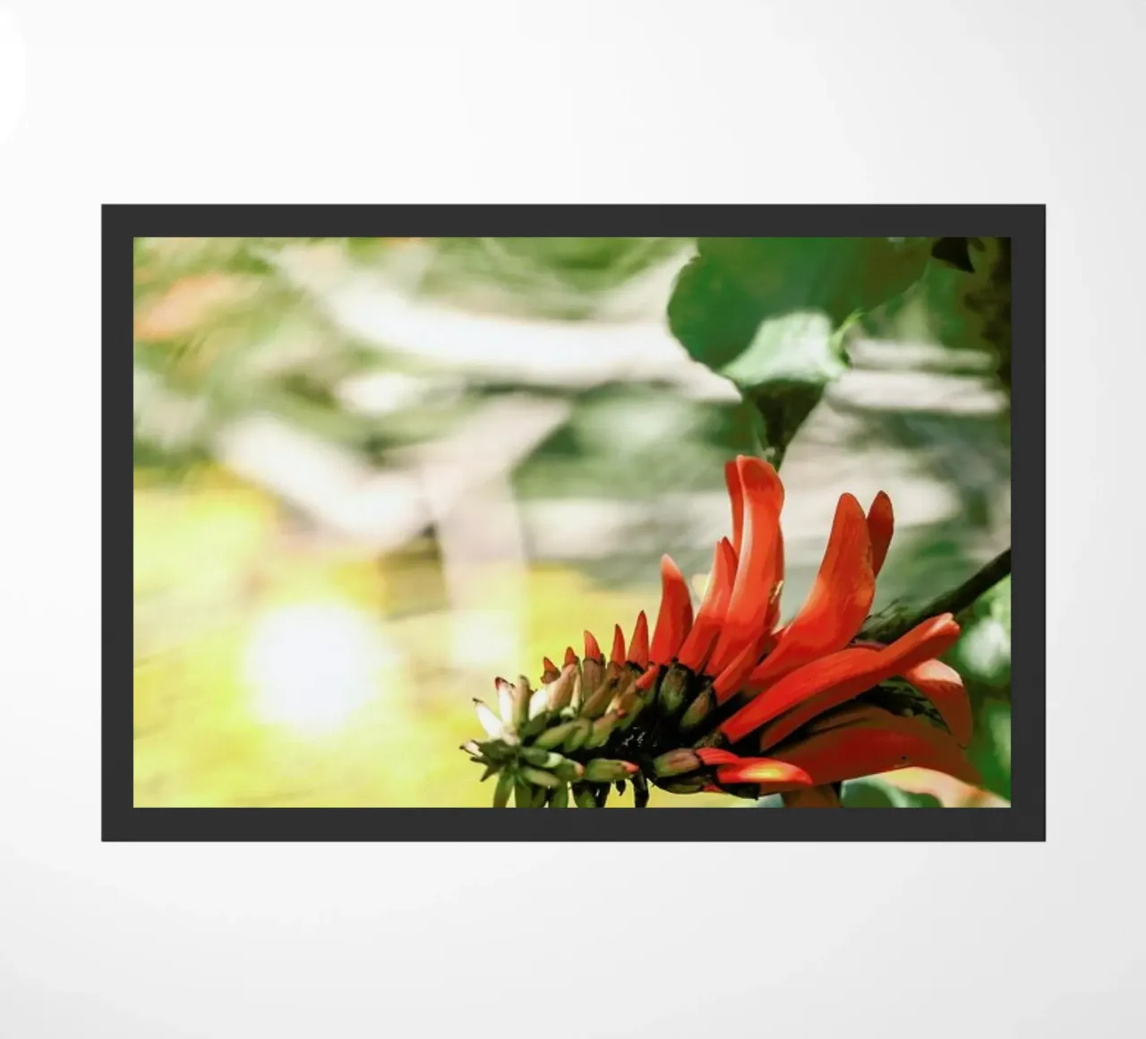 Coral Tree zerbino da Shot By Clint