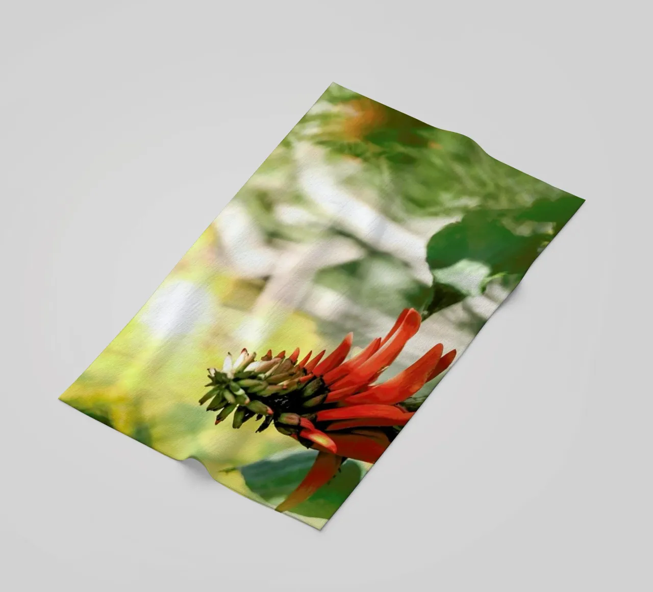 Coral Tree telo mare da Shot By Clint