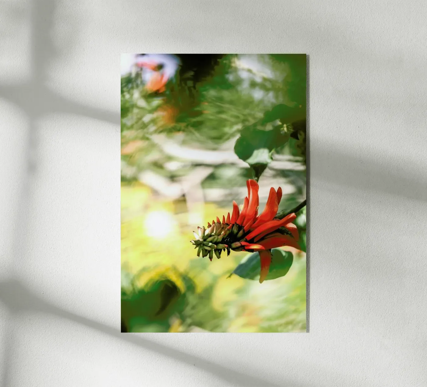 Coral Tree plexiglass da Shot By Clint