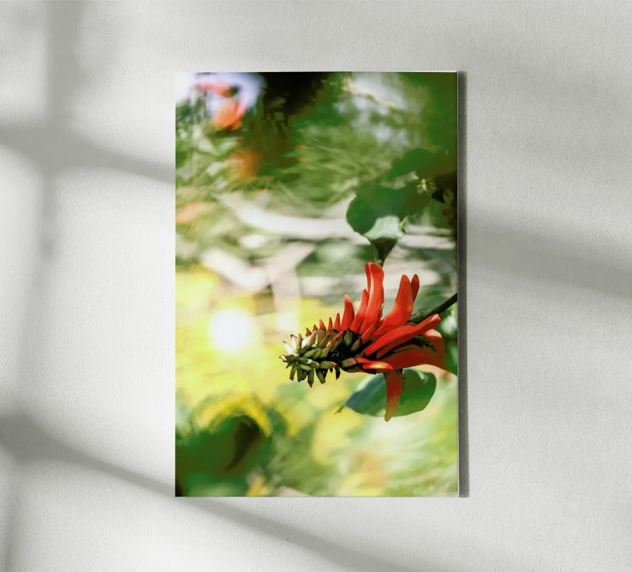 Coral Tree canvas by Shot By Clint