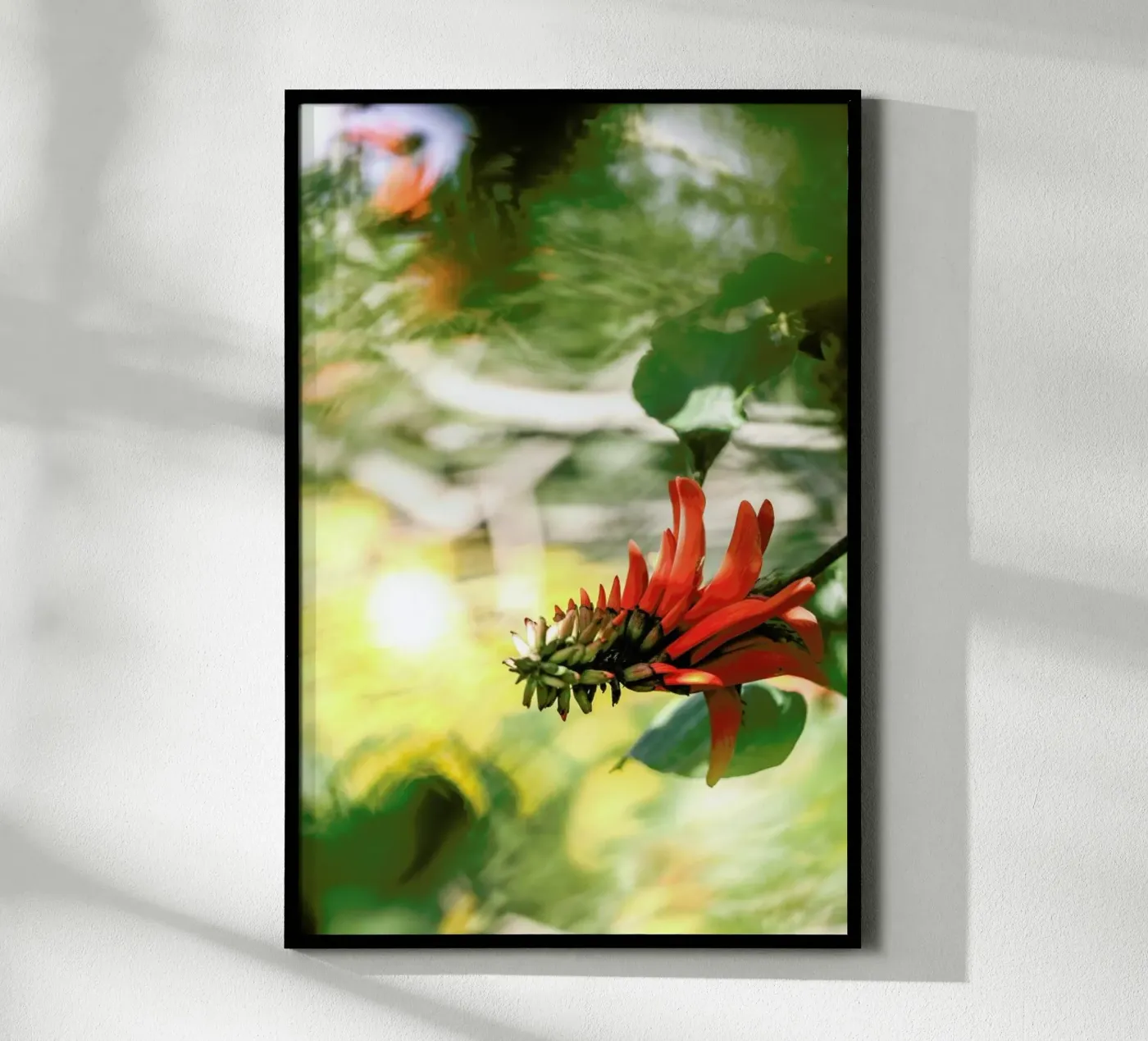 Coral Tree poster da Shot By Clint