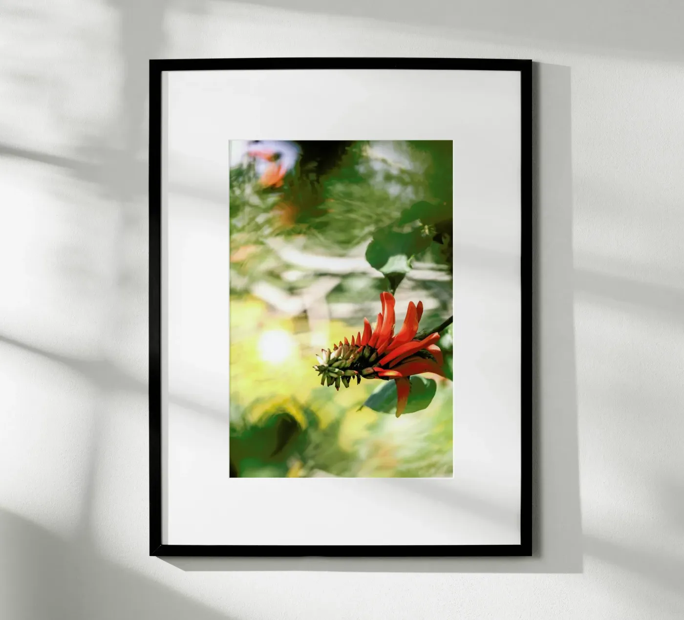 Coral Tree poster da Shot By Clint