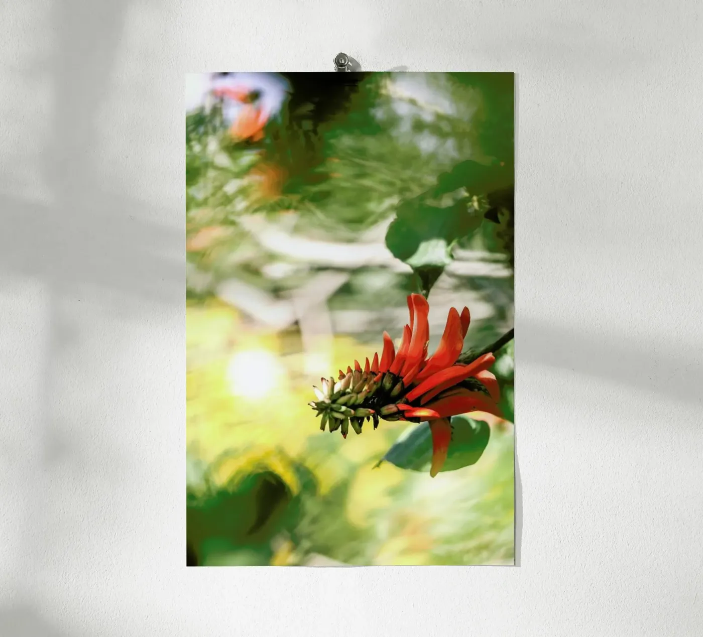 Coral Tree poster da Shot By Clint