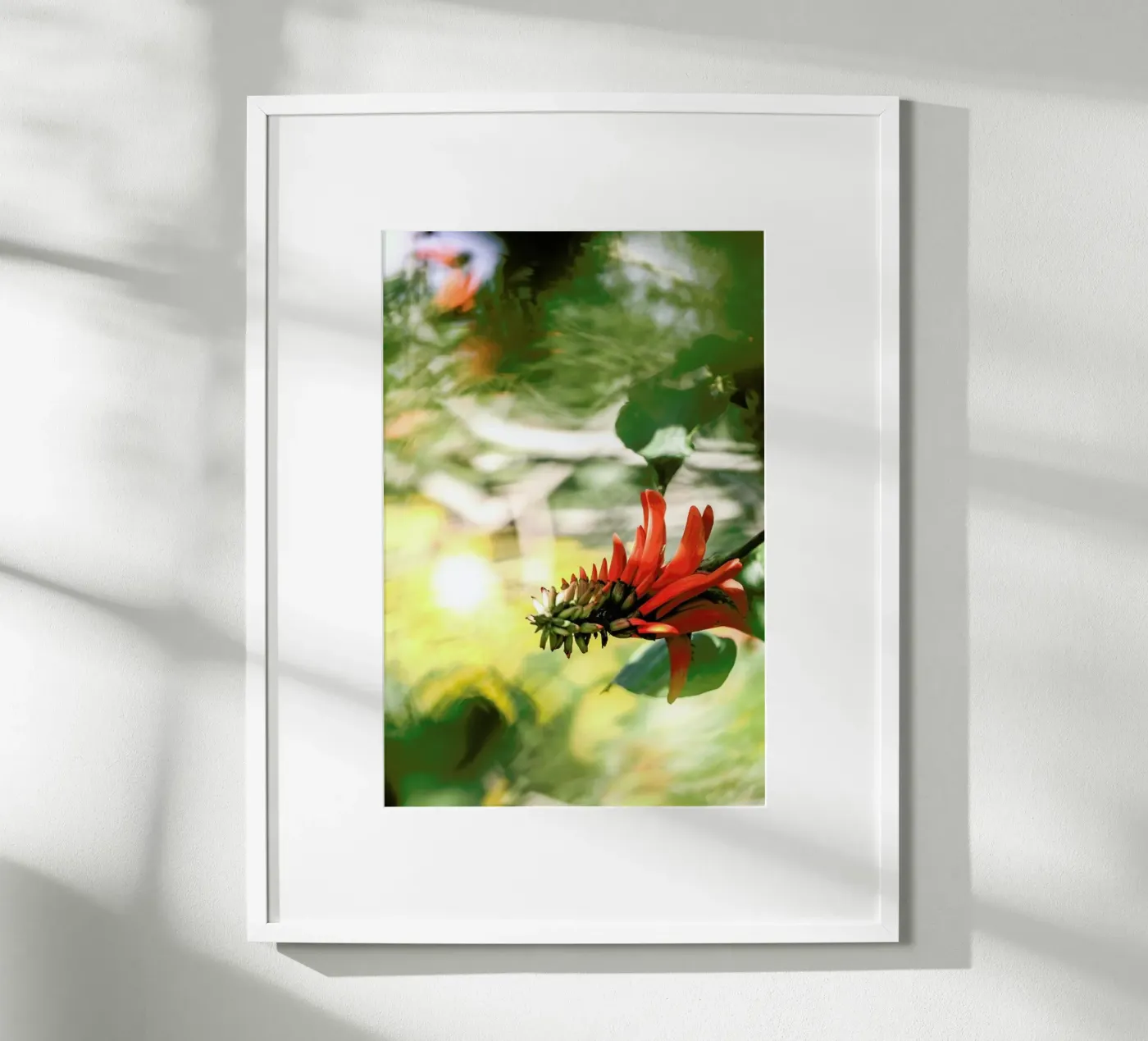 Coral Tree poster da Shot By Clint