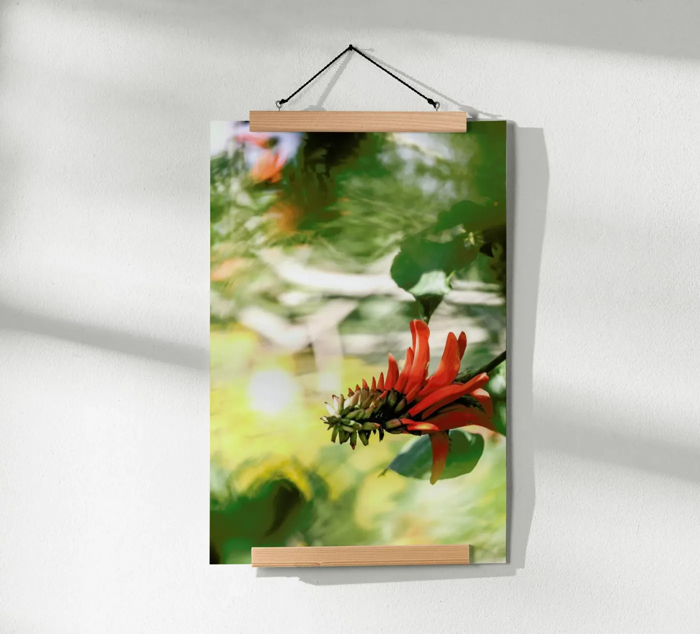 Coral Tree poster da Shot By Clint