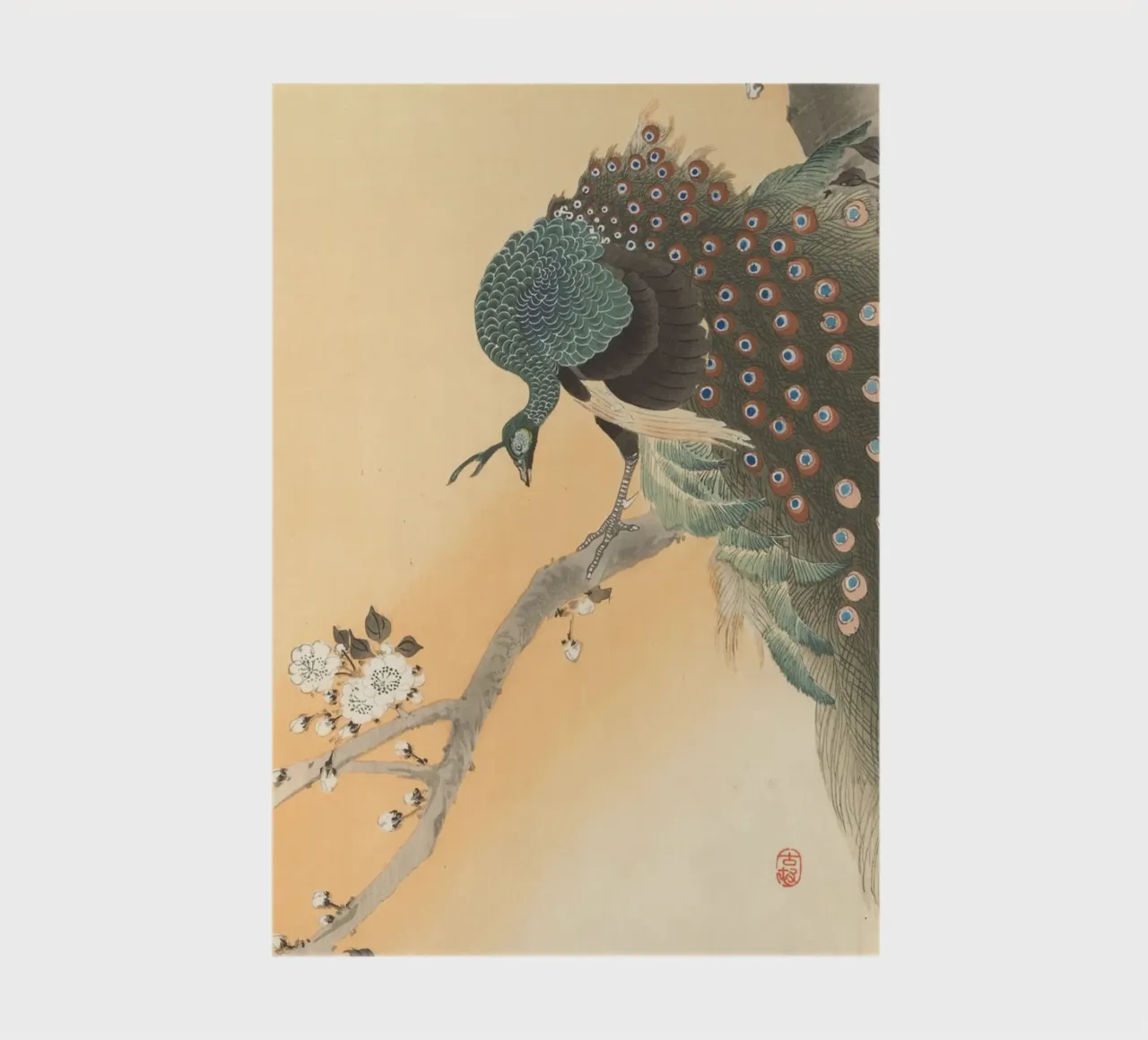 Peacock in cherry tree - Ohara Koson notebook by William Store