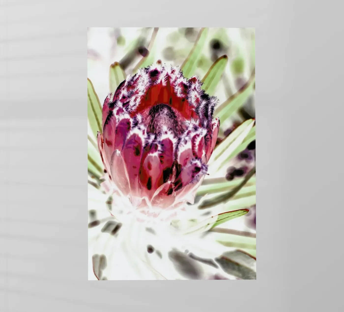 Wild Protea pellicola backlit da Shot By Clint