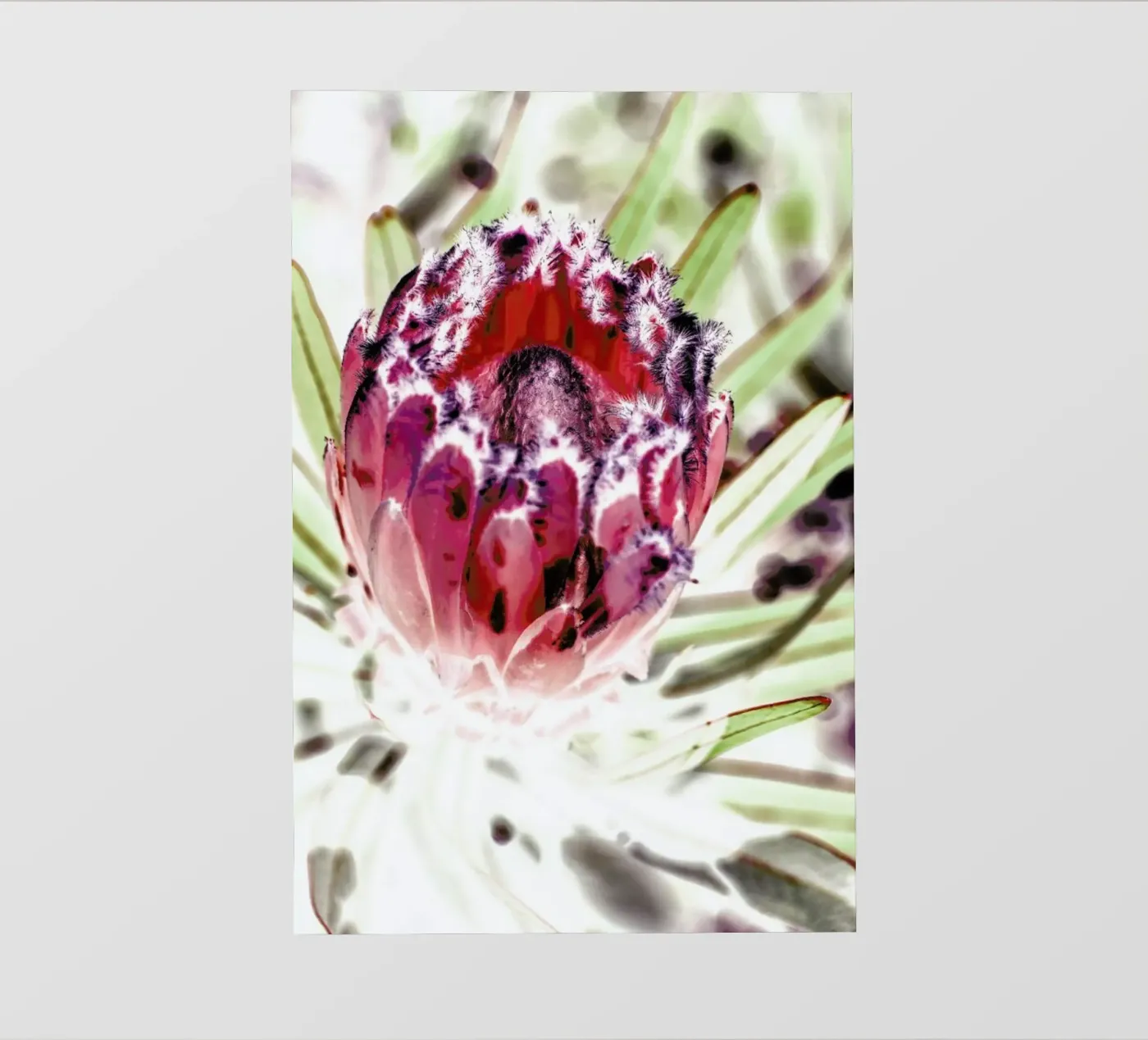 Wild Protea pellicola backlit da Shot By Clint