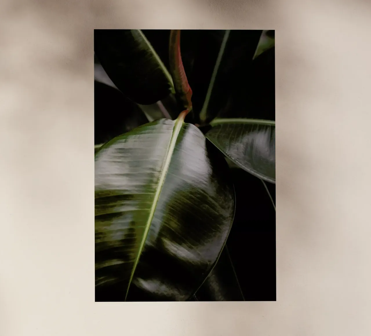 Ficus Bubu pellicola backlit da Shot By Clint