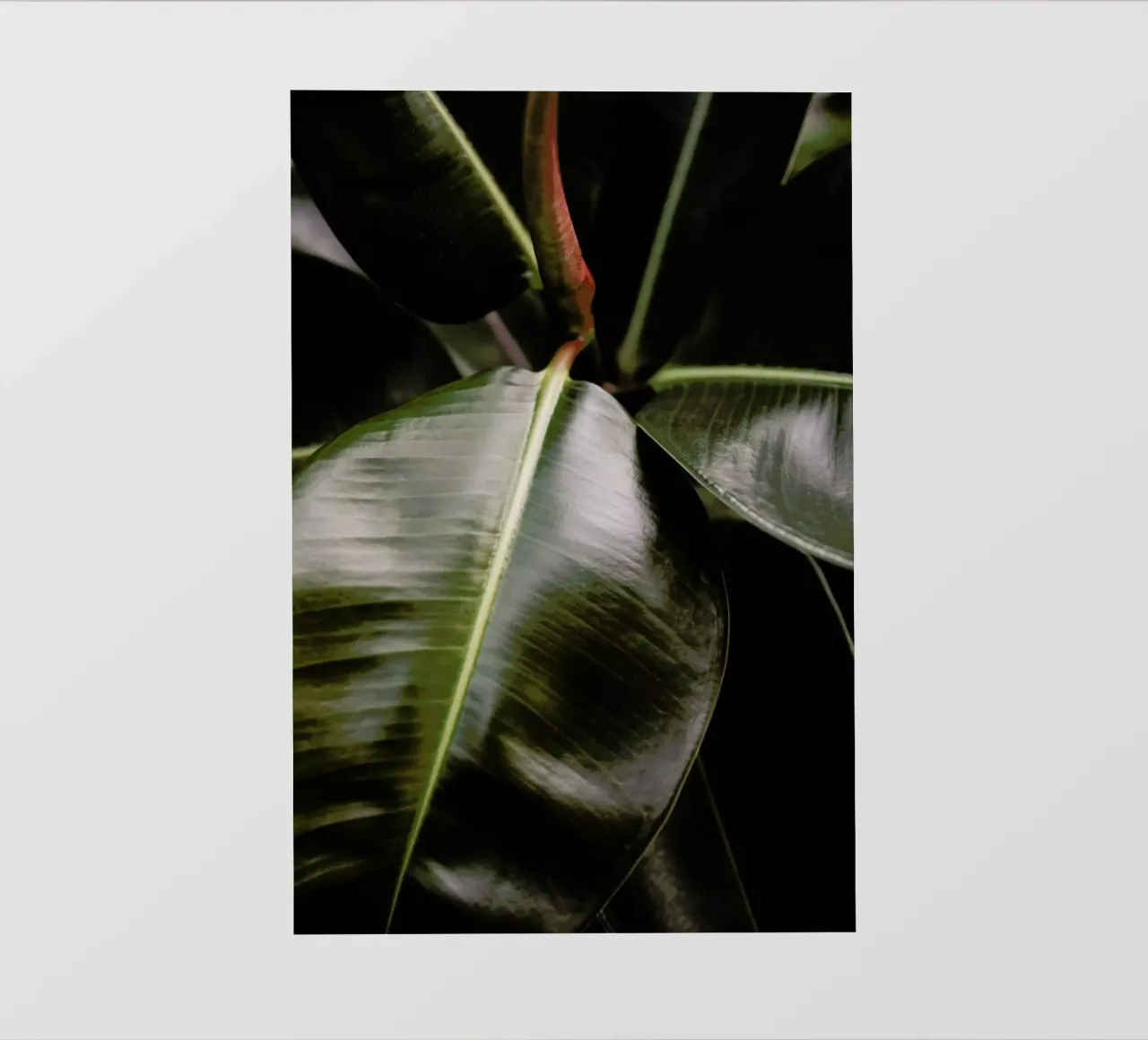 Ficus Bubu pellicola backlit da Shot By Clint