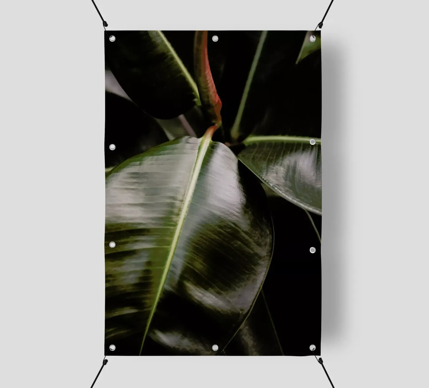 Ficus Bubu bâche pvc de Shot By Clint