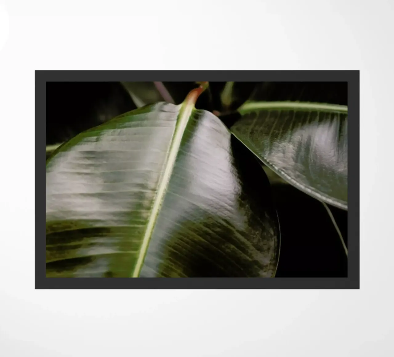 Ficus Bubu deurmat van Shot By Clint