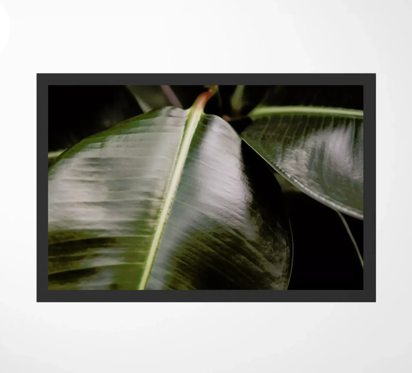Ficus Bubu zerbino da Shot By Clint