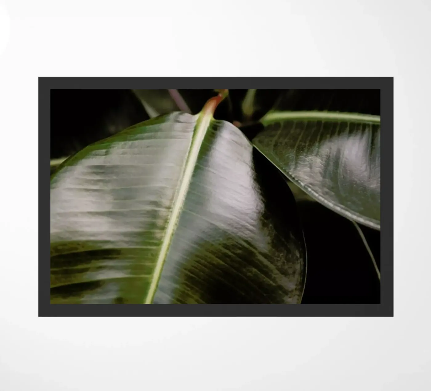 Ficus Bubu Fußmatte von Shot By Clint