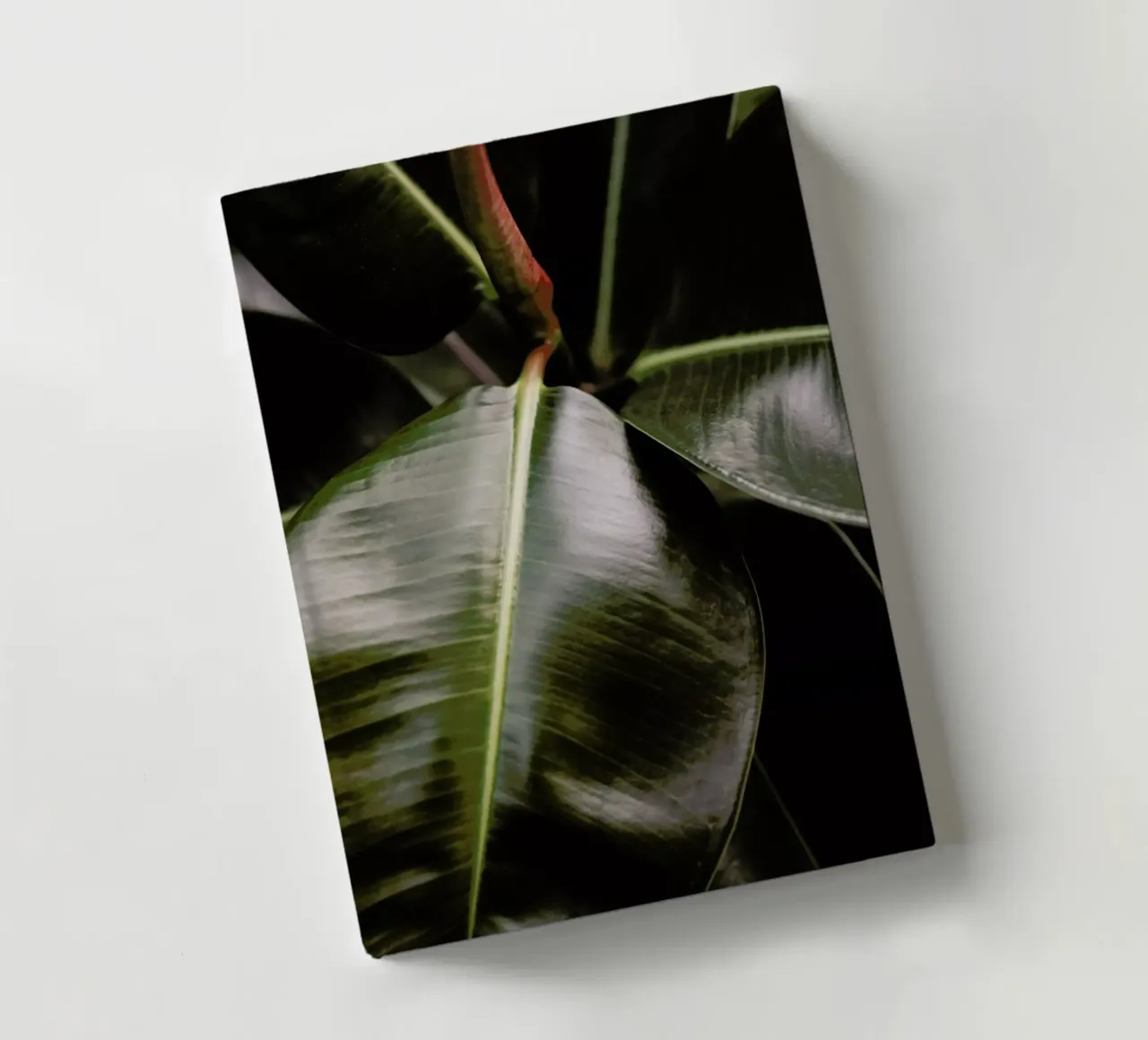 Ficus Bubu notebook by Shot By Clint