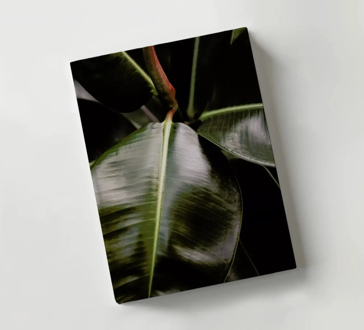 Ficus Bubu notebook by Shot By Clint