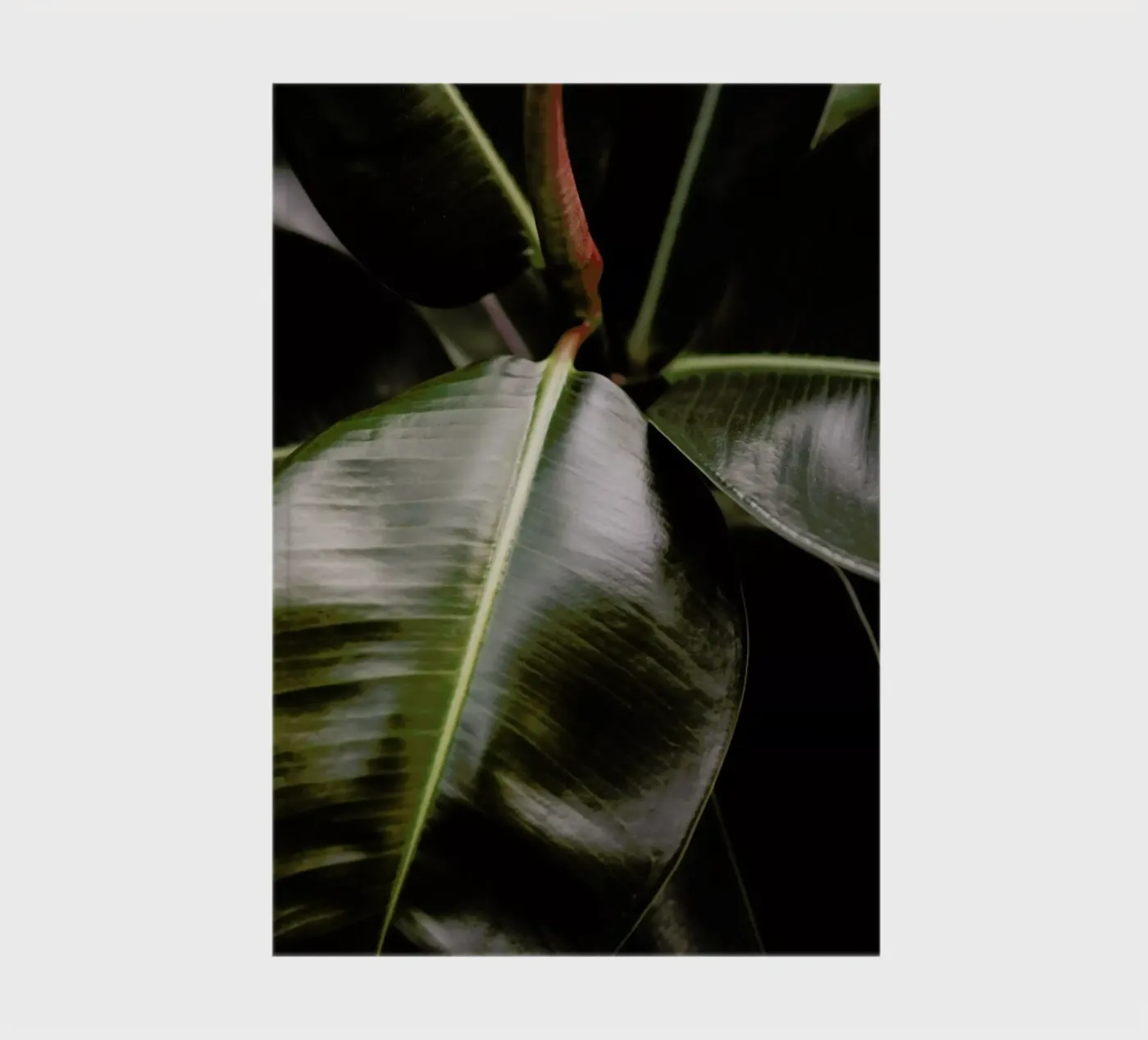 Ficus Bubu notebook by Shot By Clint