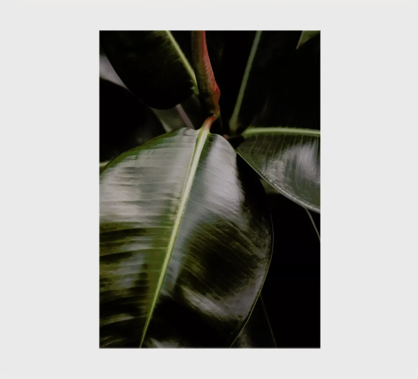 Ficus Bubu notebook by Shot By Clint