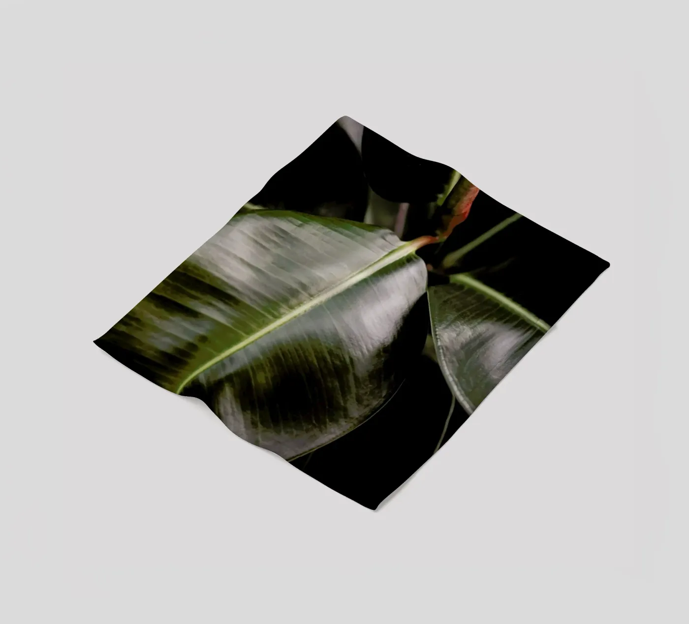 Ficus Bubu fleece blanket by Shot By Clint