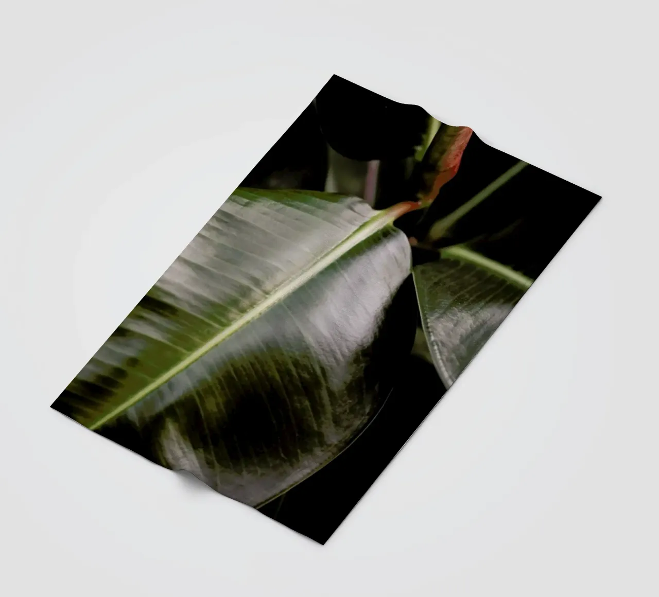 Ficus Bubu Fleecedecke von Shot By Clint