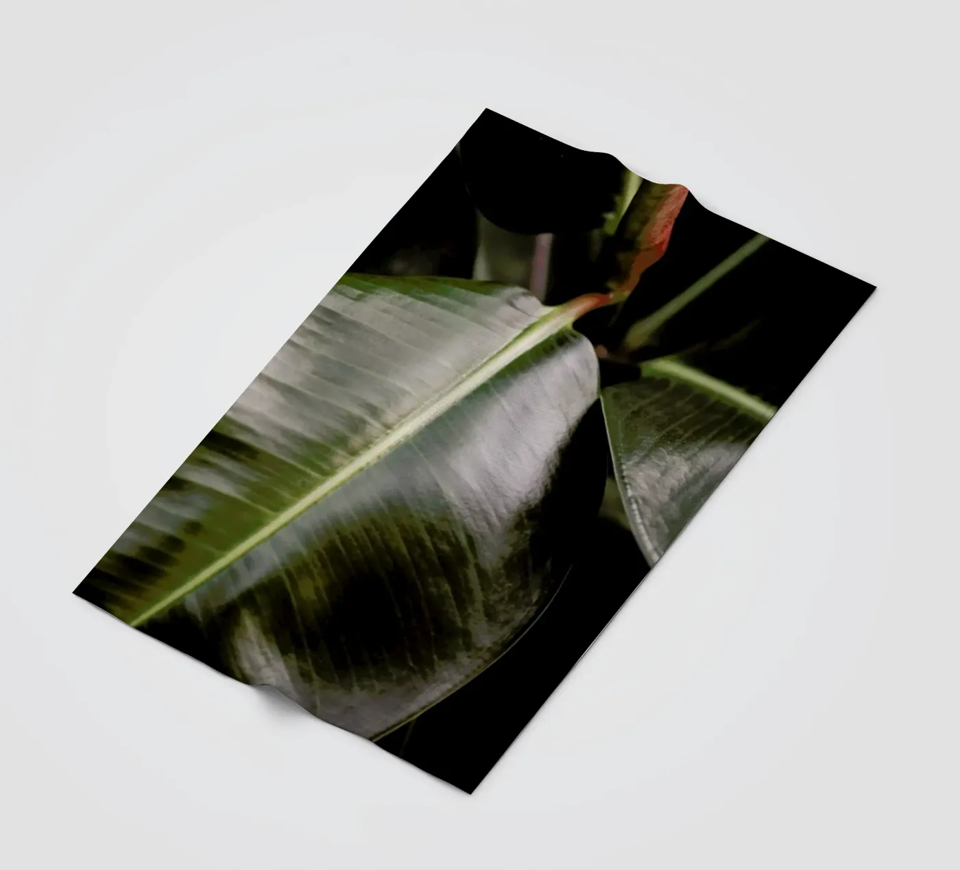 Ficus Bubu fleecedeken van Shot By Clint