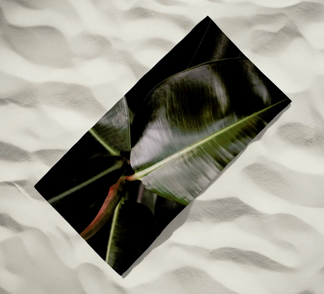 Ficus Bubu telo mare da Shot By Clint